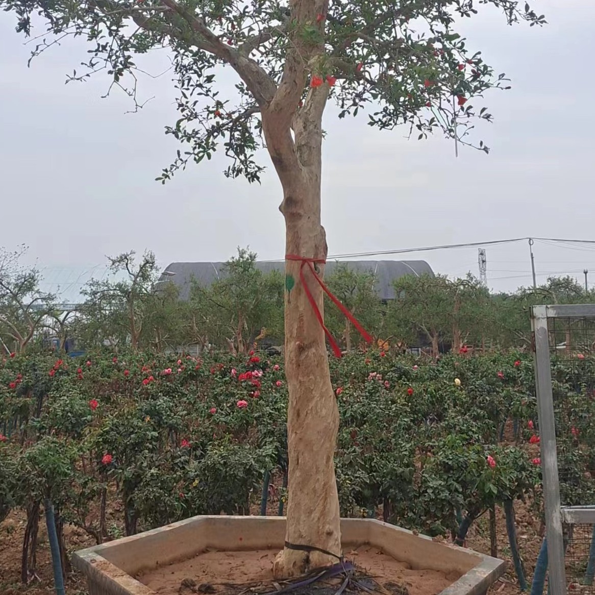 精品大规格石榴树盆栽庭院果树南北方种植无籽甜石榴石榴树大树苗