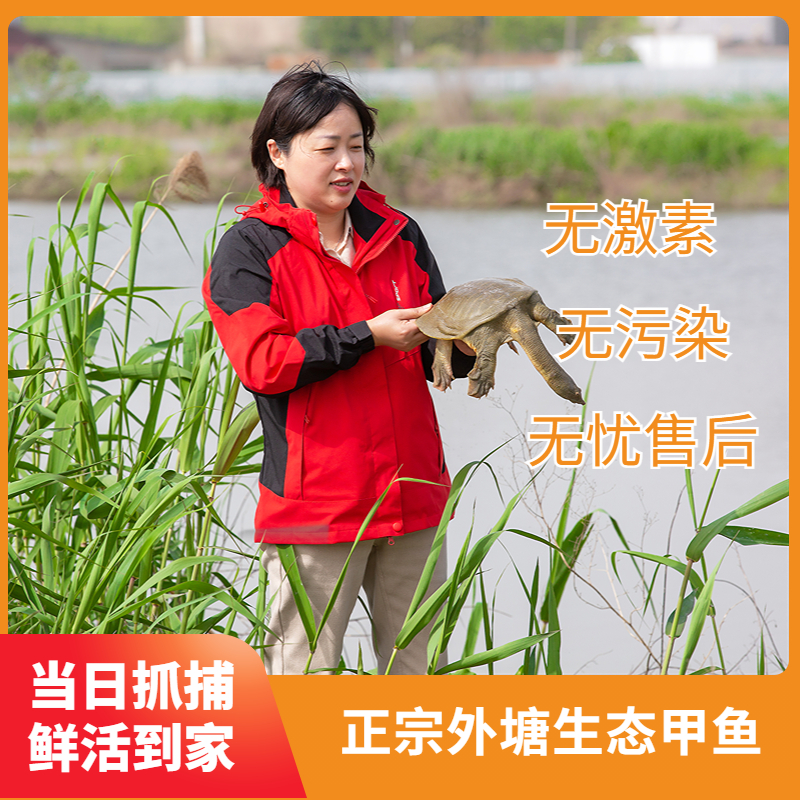 【公鳖】外塘大甲鱼嘉兴青黄中华老鳖鲜活体优质王八水原生态团鱼