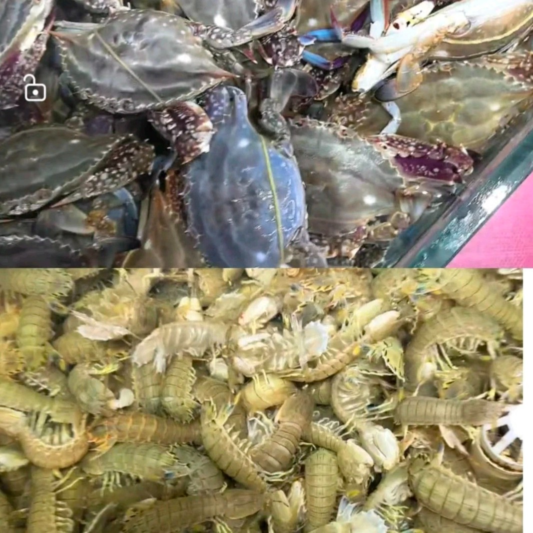 鲜活/皮皮虾和梭子蟹混装