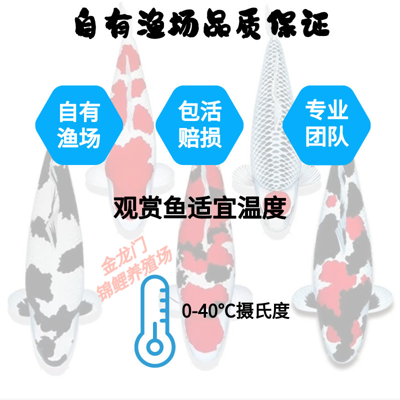 观赏鱼锦鲤鱼粮1斤，育成色扬无增体