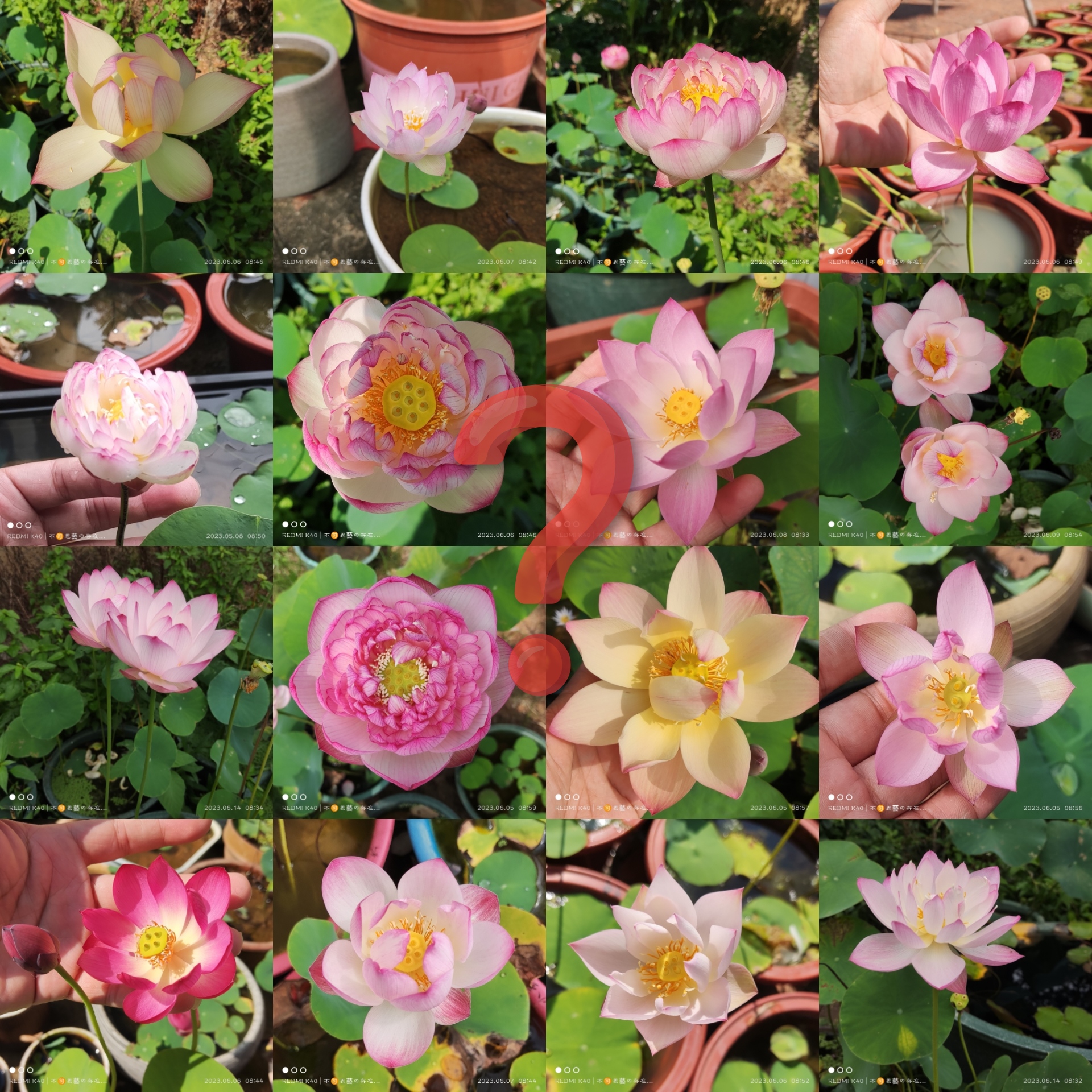 直播间 品种 碗莲种藕  分享福利（无售后）