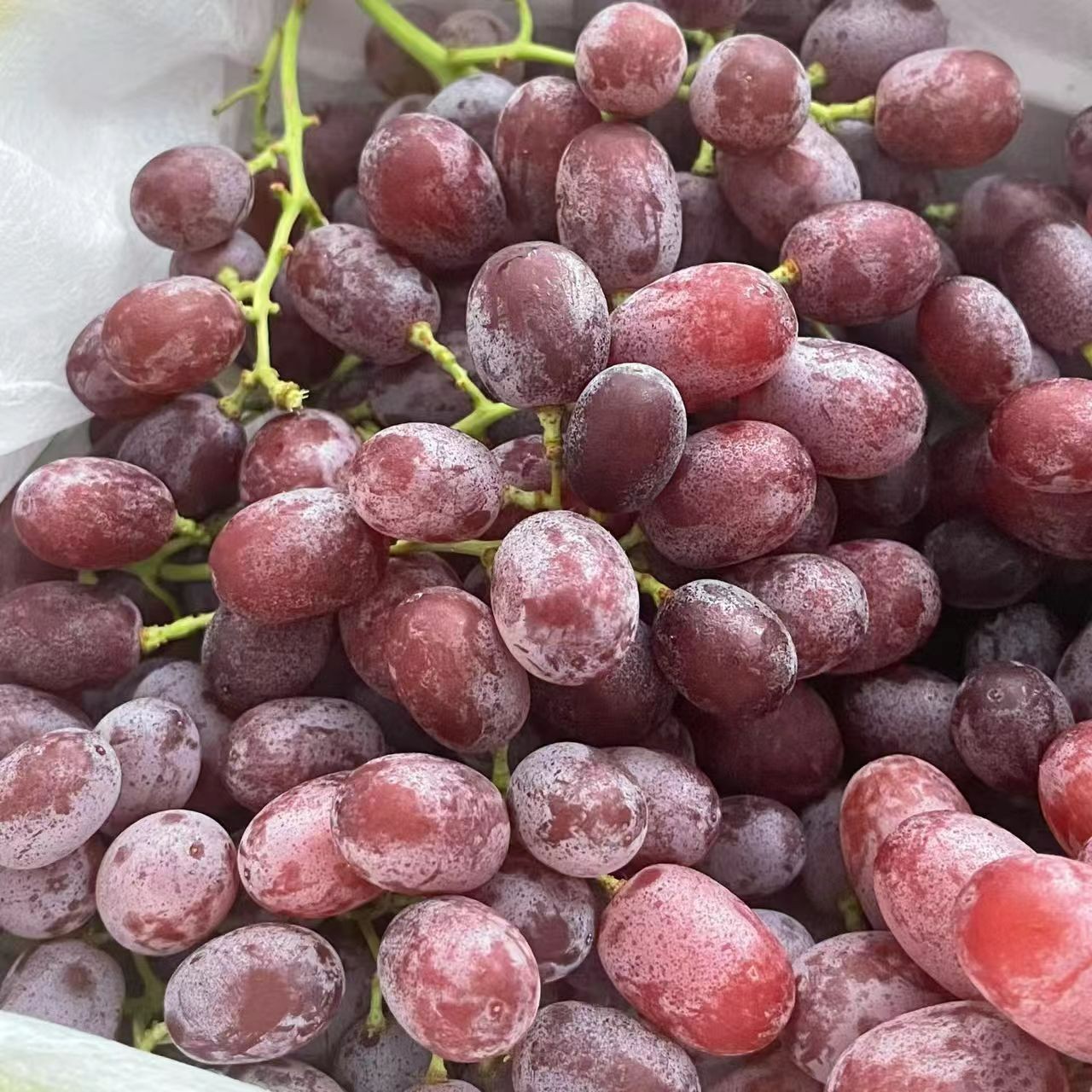 进口无籽红提500g/份