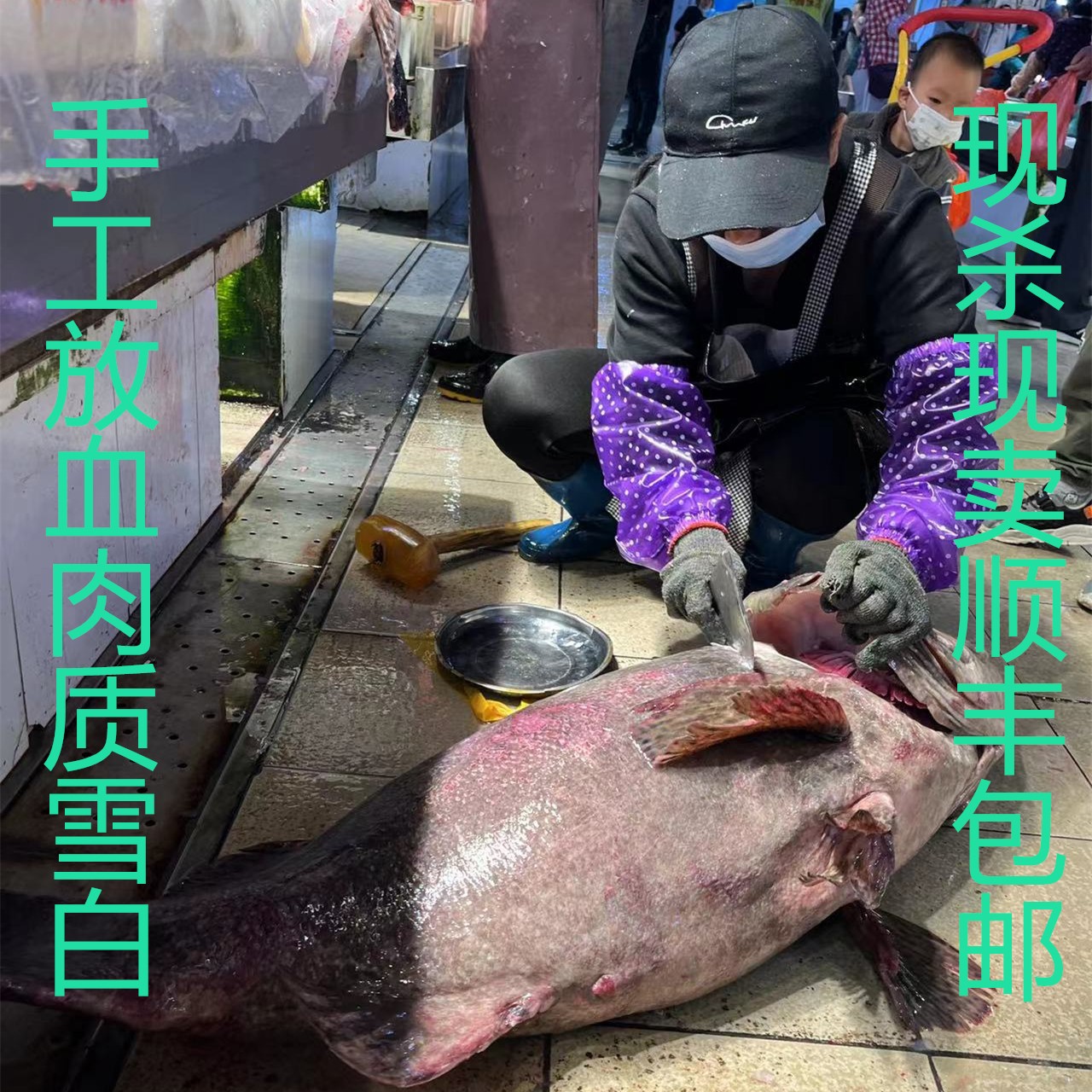 80-150斤海养龙趸石斑鱼活杀现切现卖5斤起顺丰包邮默认冰冻发货