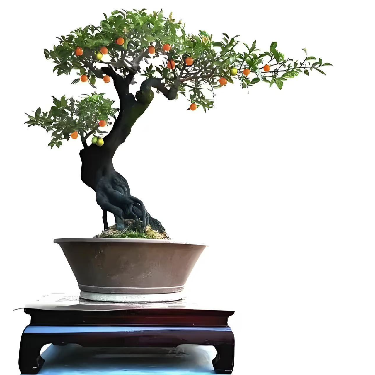 金弹子生桩链接（直播间一物一拍）