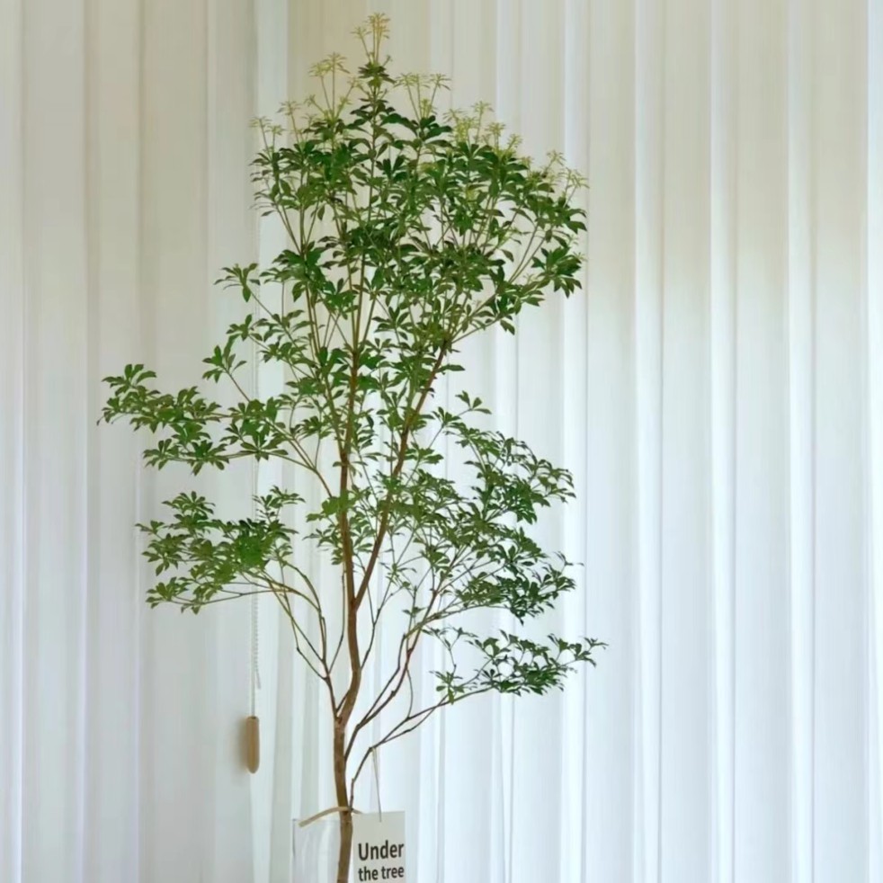虎虎-进口精品马醉木高品质ins简约鲜切枝叶水培绿植