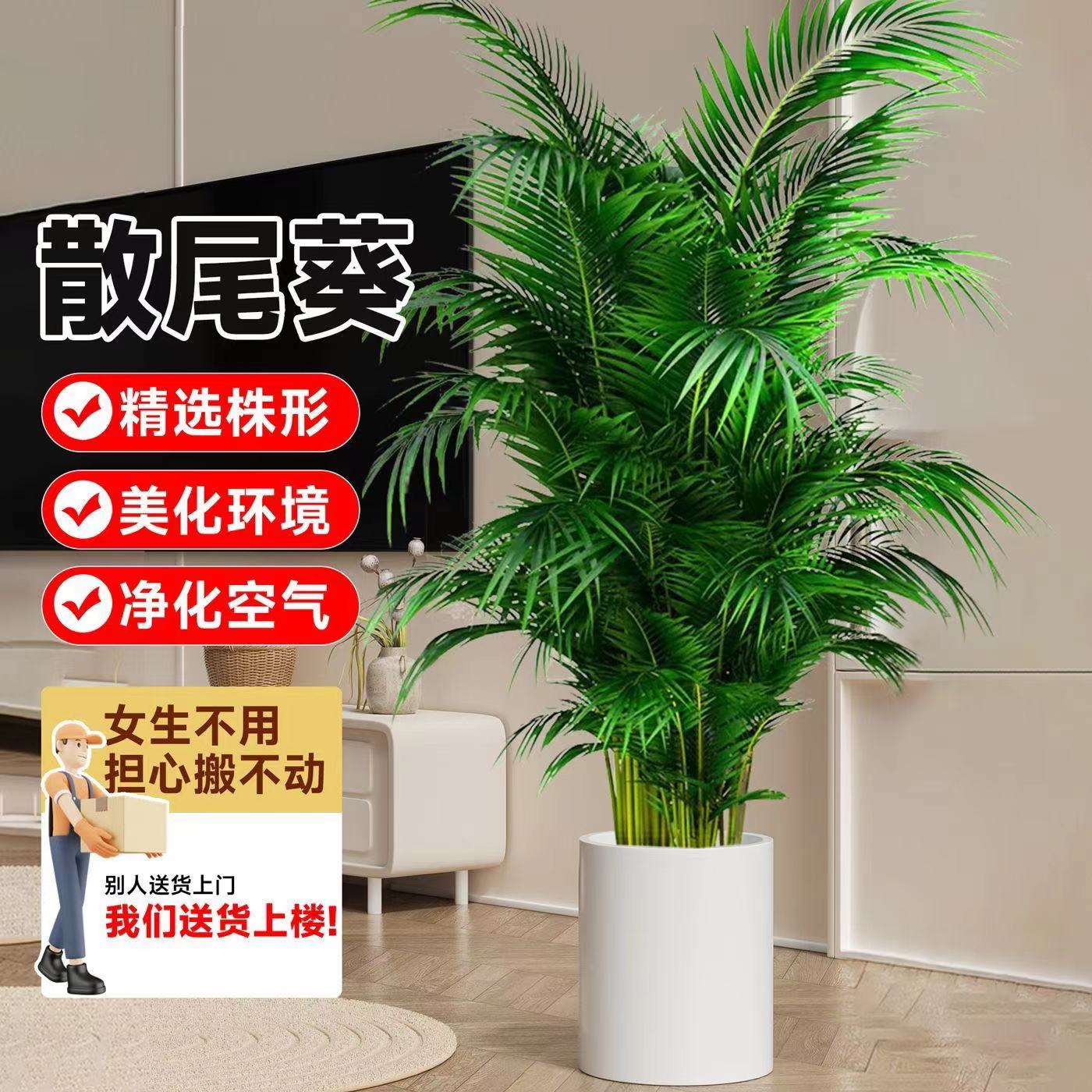 散尾葵又名凤尾竹室内中大型吸甲醛净化空气美化环境四季常绿送礼