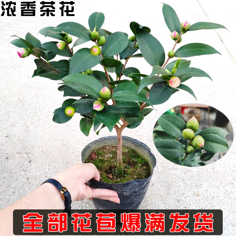 茶花树苗盆栽香妃山茶花带花苞五色赤丹花卉室内好养四季开花植物