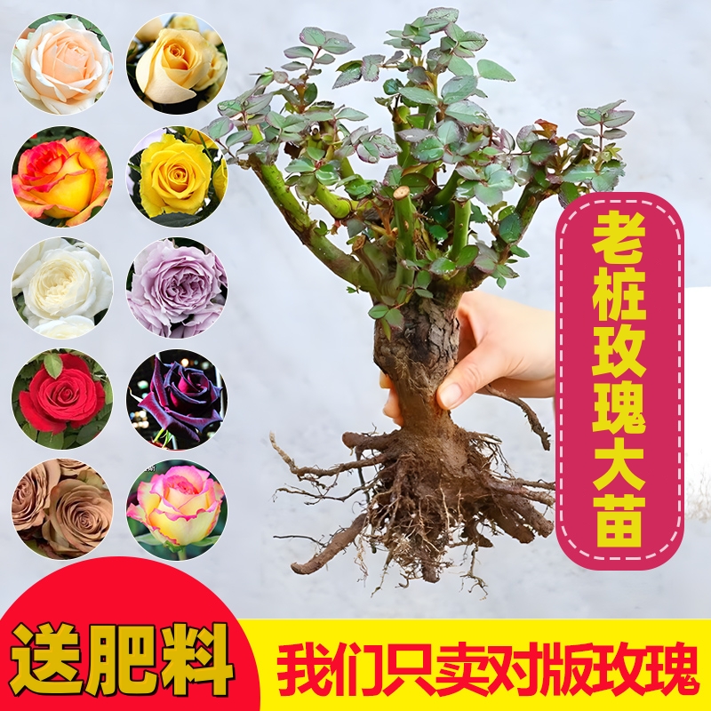 玫瑰老桩大苗四季大花浓香型盆栽花卉室内外阳台庭院植物颜色随机