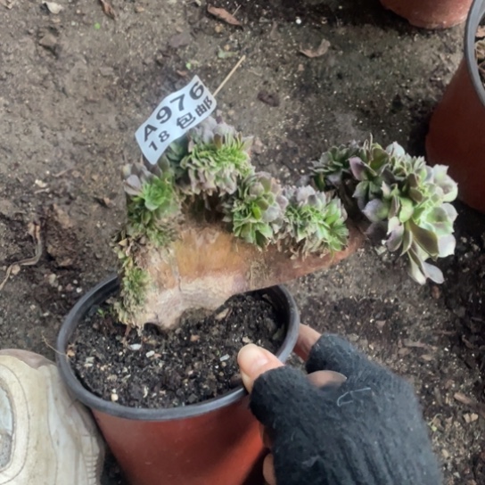 976黑铜壶缀化法师