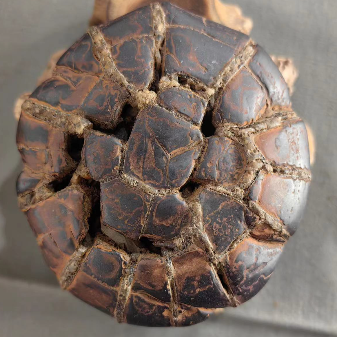 龟纹石天然原石摆件茶宠茶盏—图片仅供参考