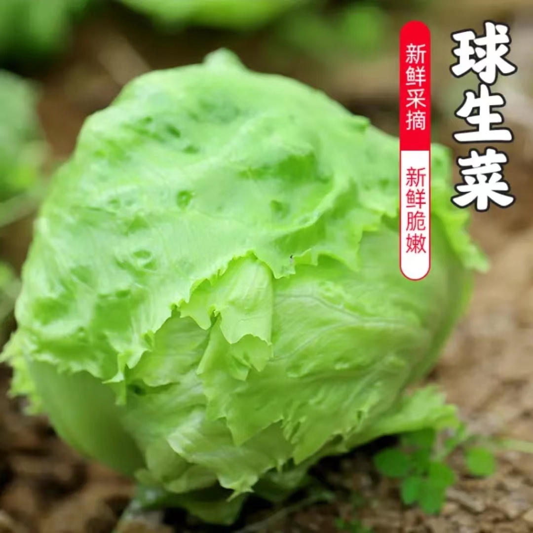 【弘茂农场】优质圆生菜2个鲜嫩新鲜自然生长成熟农民挑选脆嫩鲜嫩
