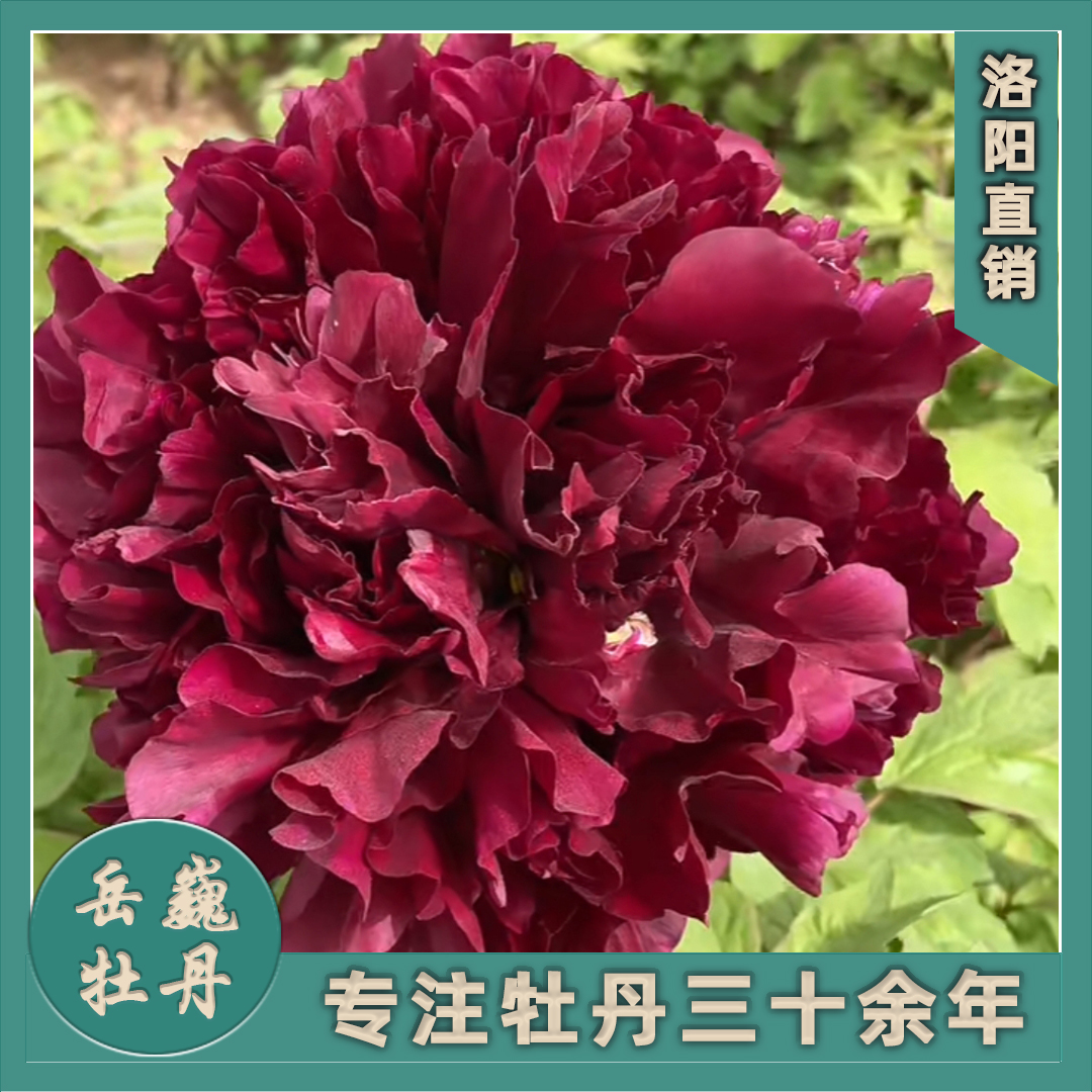 【黑色系--黑夫人】裸根进口观赏牡丹重瓣紫光红色大花盆栽庭院种植