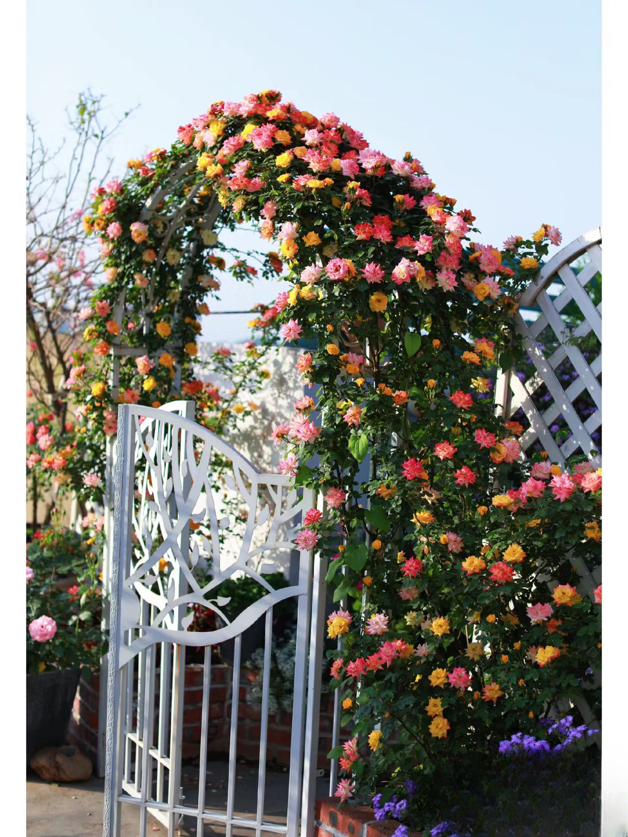 藤彩虹 藤本月季花苗盆栽爬藤植物四季开花卉庭院爬墙