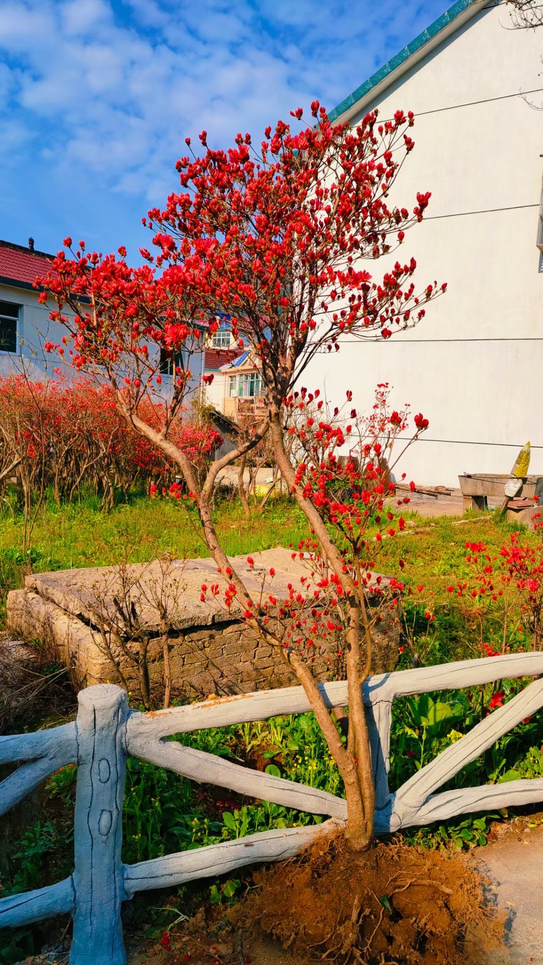 盆景盆栽红花独杆丛林 