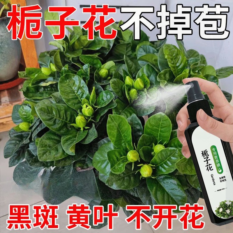 【爆开花】栀子花营养液专用肥防黄叶烂根掉花苞催开花免稀释花肥