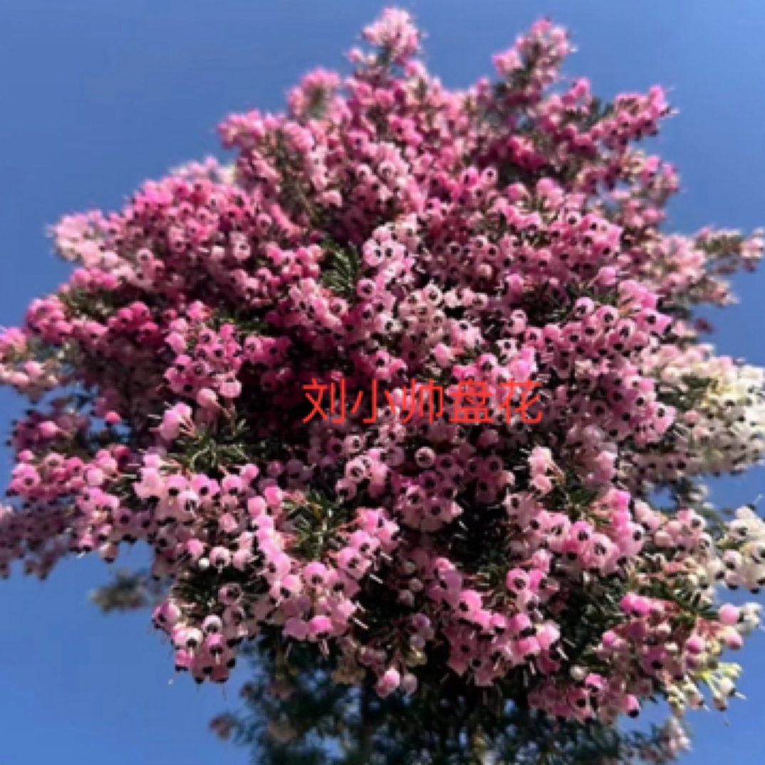 年宵花欧石楠天使之泪耐寒耐热多年生木本花卉室内外盆栽花期长