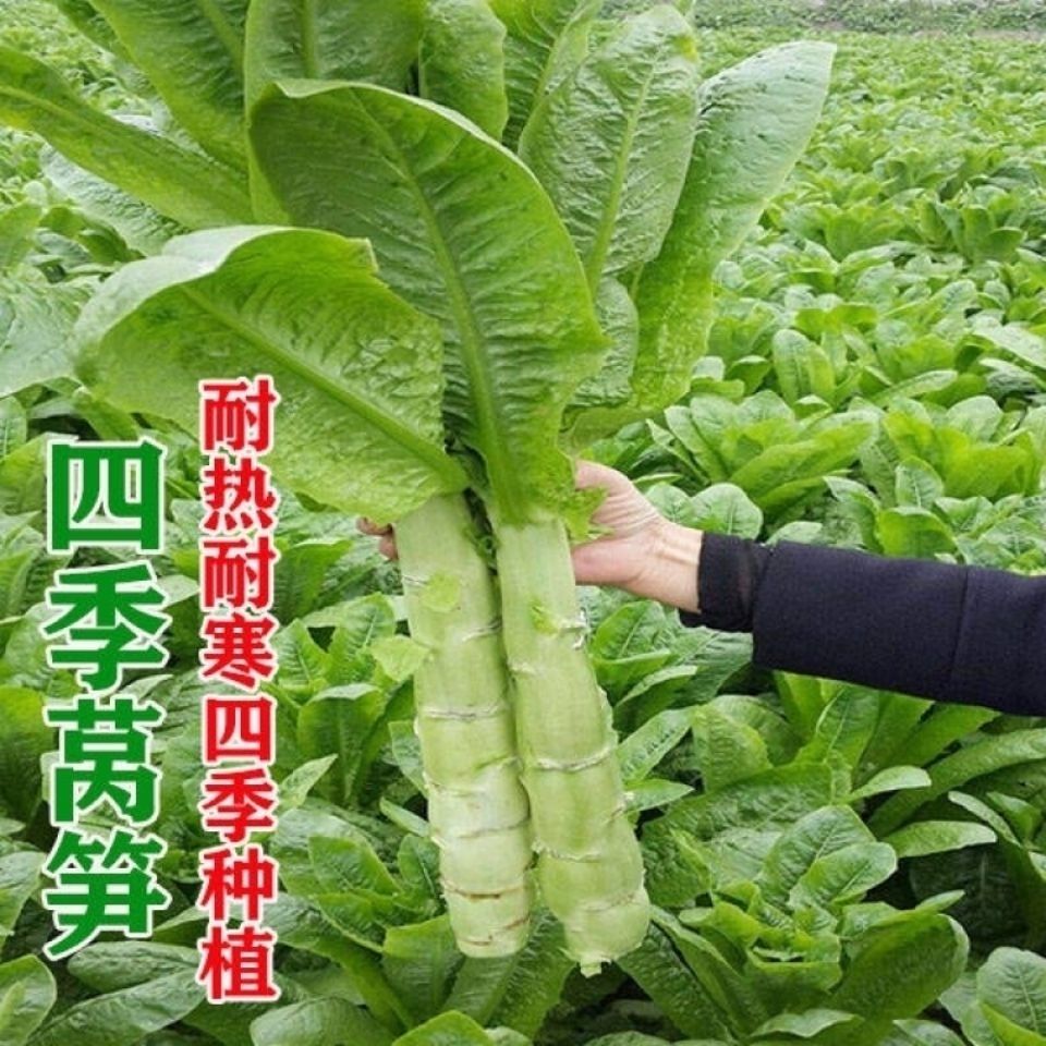 好莴笋种子红芙蓉香莴笋种子耐热耐寒香莴苣种籽抗高温四季可播种