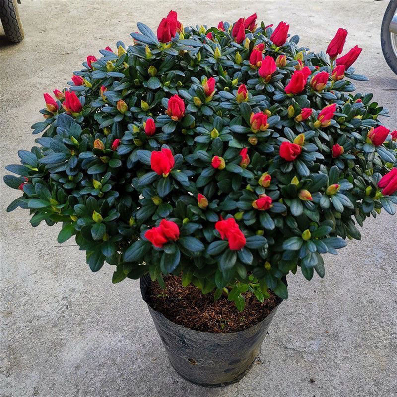 杜鹃花盆栽带花苞发老桩大颗四季开花植物室内外阳台好养易活花卉