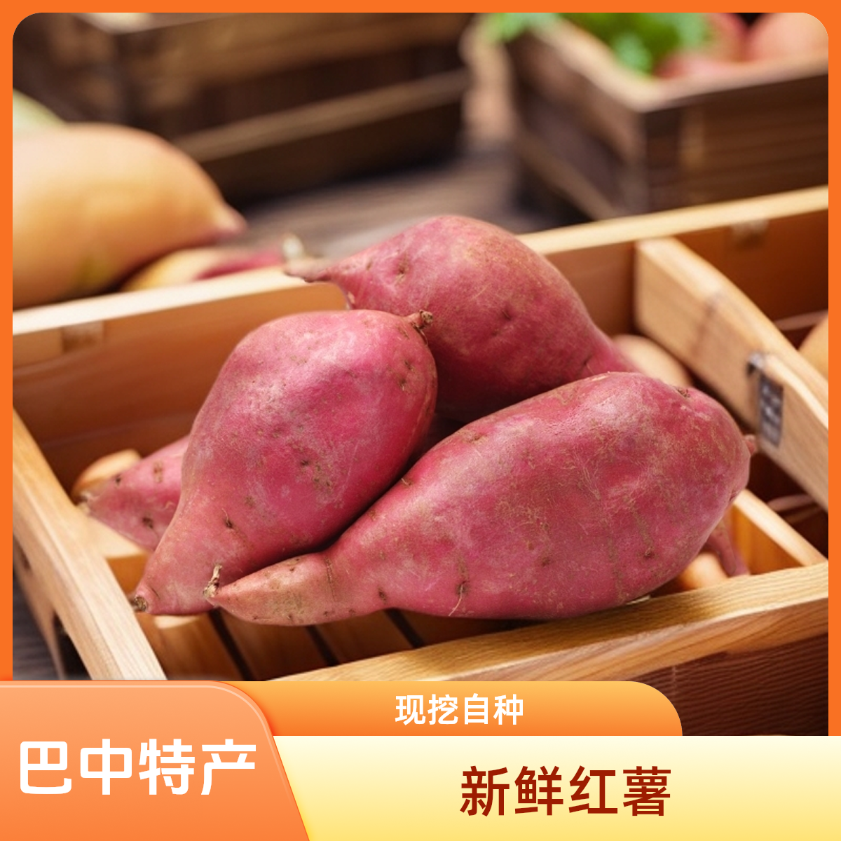 新鲜现挖 巴中恩阳苏村坝村农家自种红薯
