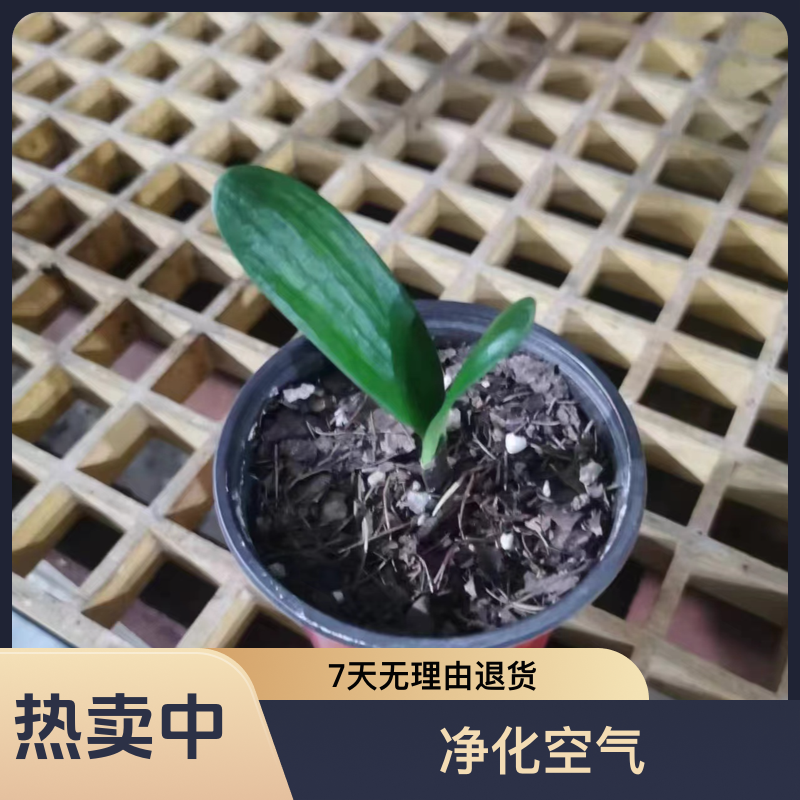 2片叶君子兰小苗