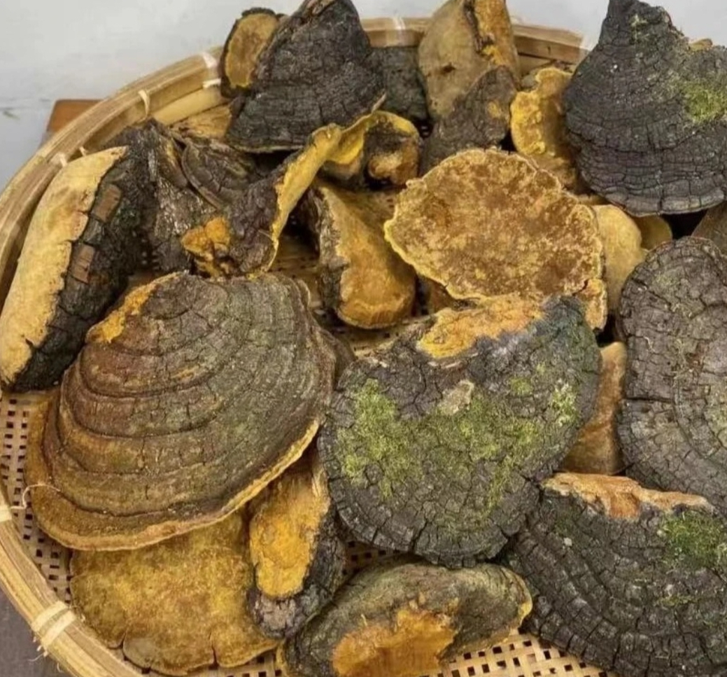 【老树！桑簧】高山好物
