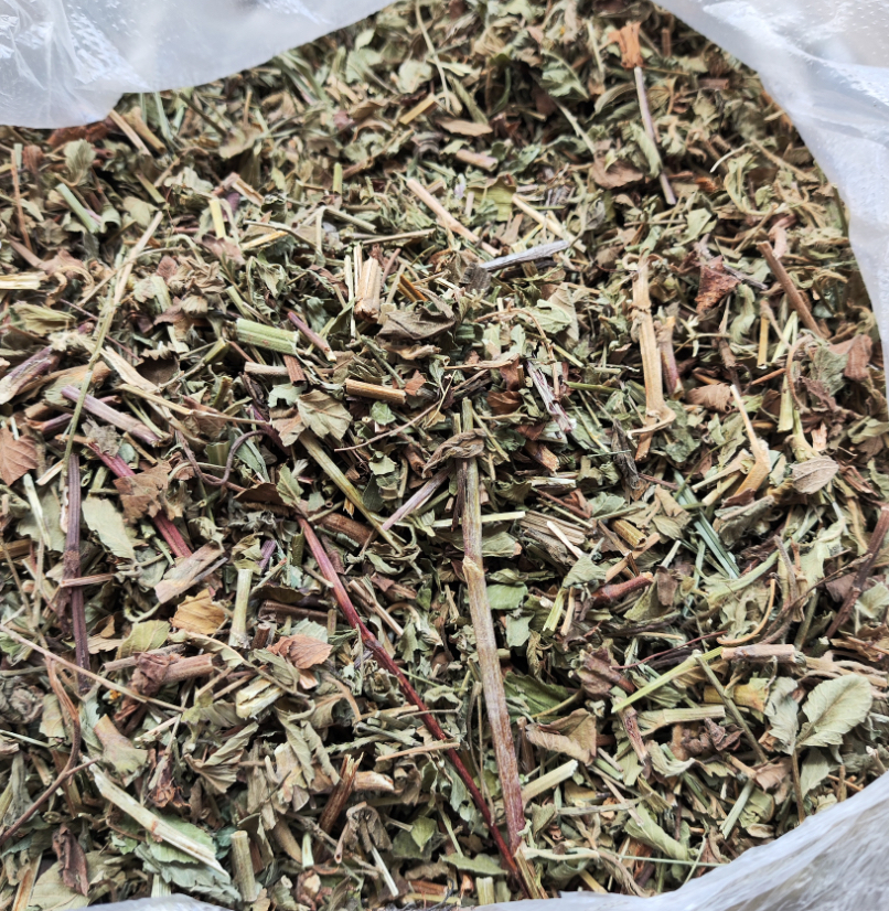 【清？肺草】草本植物 泡水泡茶