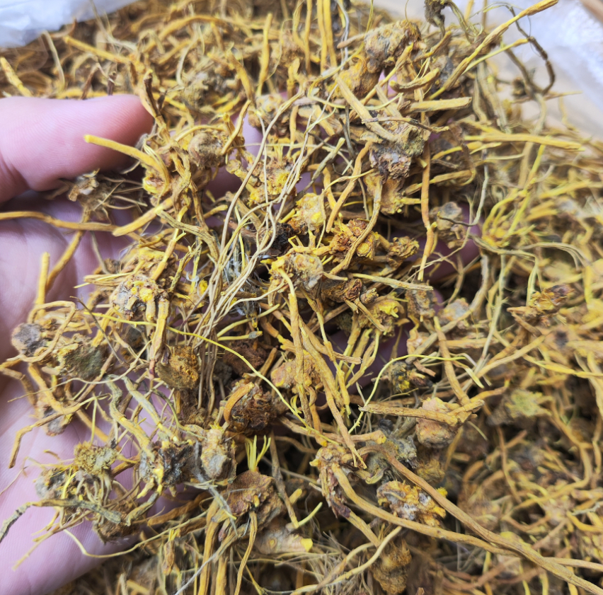 【龙须石斛】好物推荐