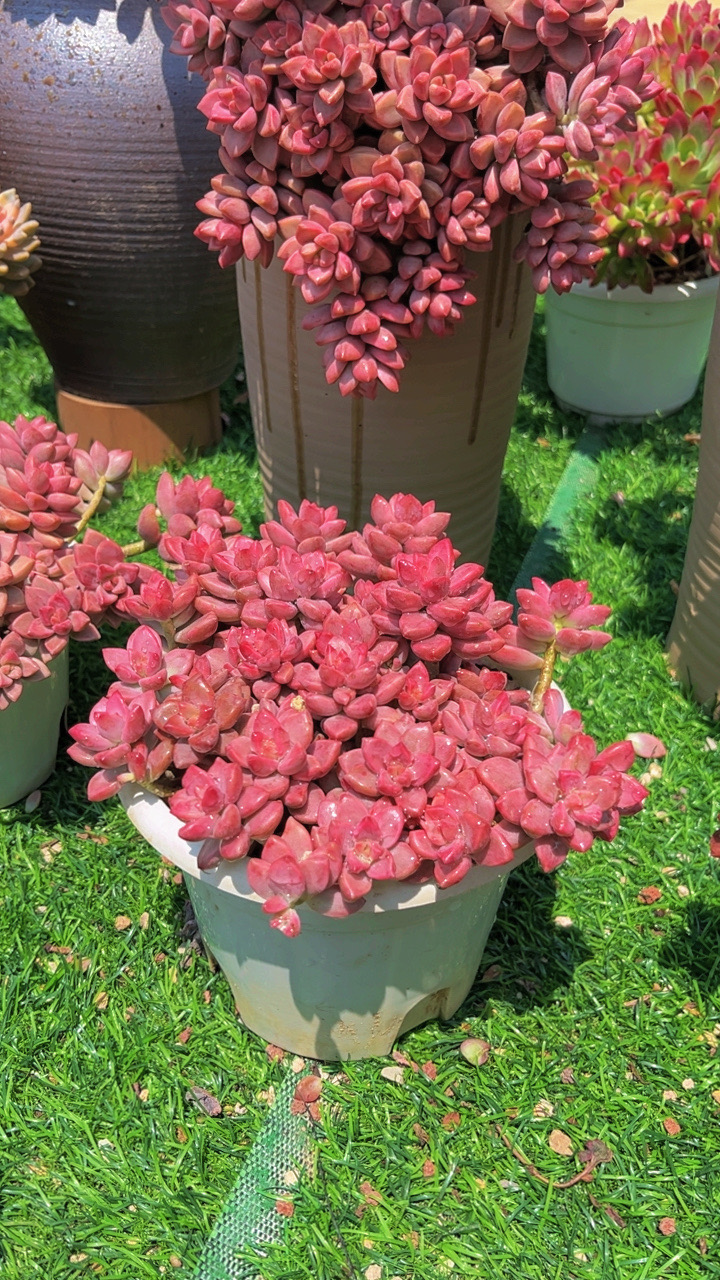 K大盆小桃红  多肉植物    阳台绿植 新手好养 云南基地发货