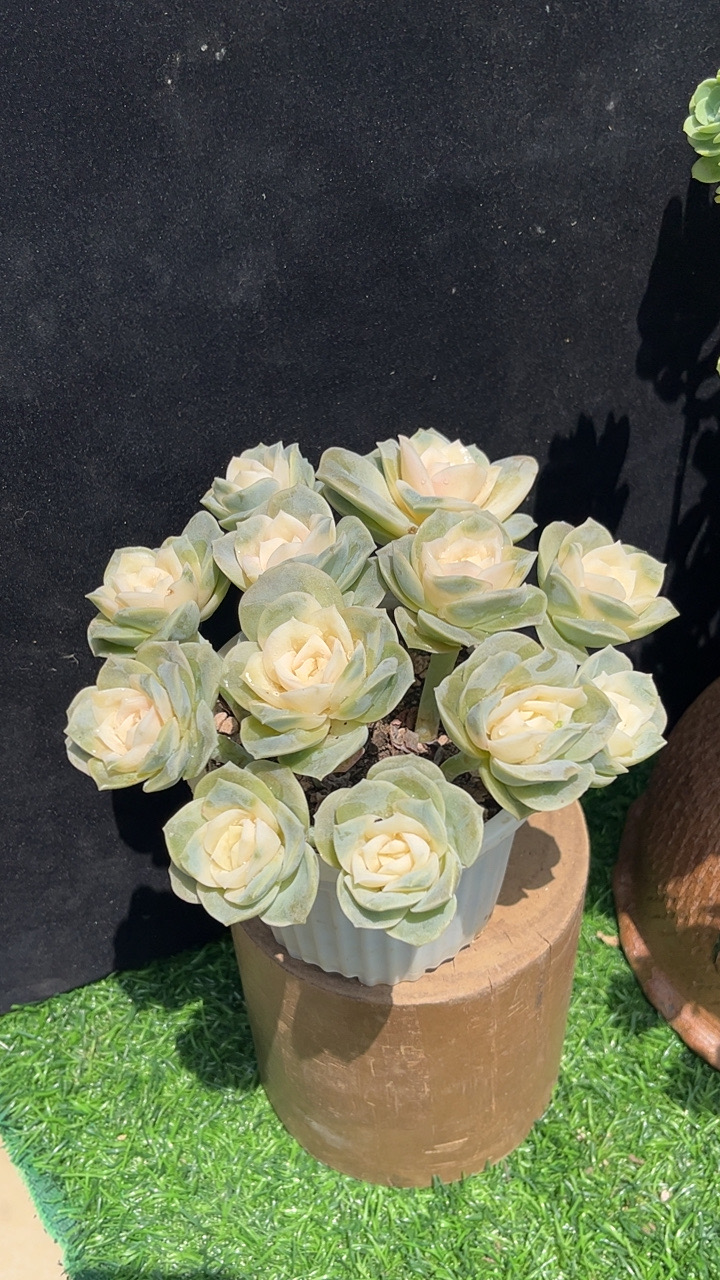 K香槟玫瑰  多肉植物    阳台绿植 新手好养 云南基地发货