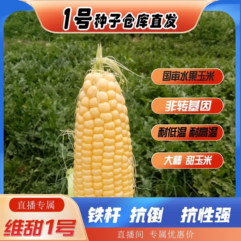 种都高科维甜1号水果玉米大棒高产优质好卖甜度高种子甜糯