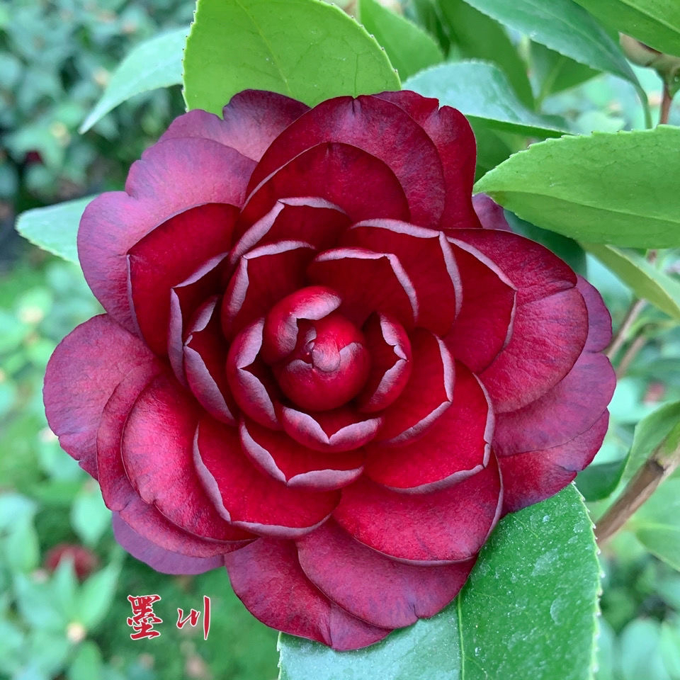 珍贵稀有品种茶花，墨川