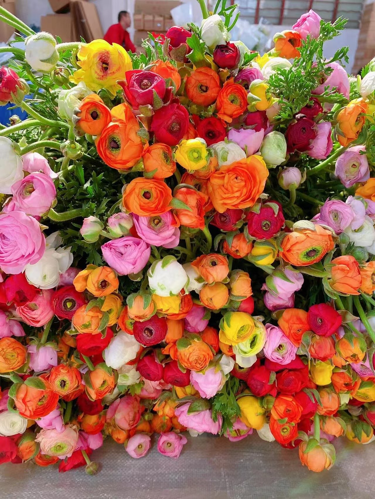 洋牡丹鲜切花鲜花水培家用插花云南基地玫瑰花束采摘发货