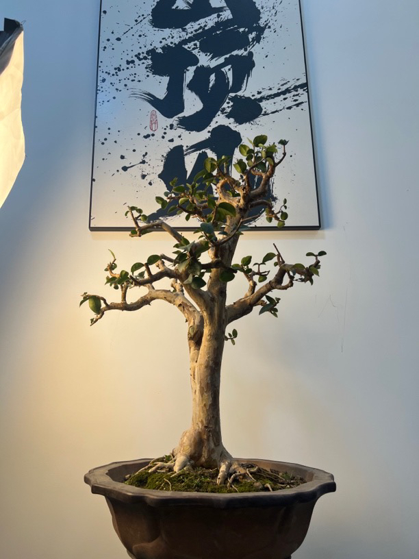 沙巴品種（庭院植物）直播間一物一拍