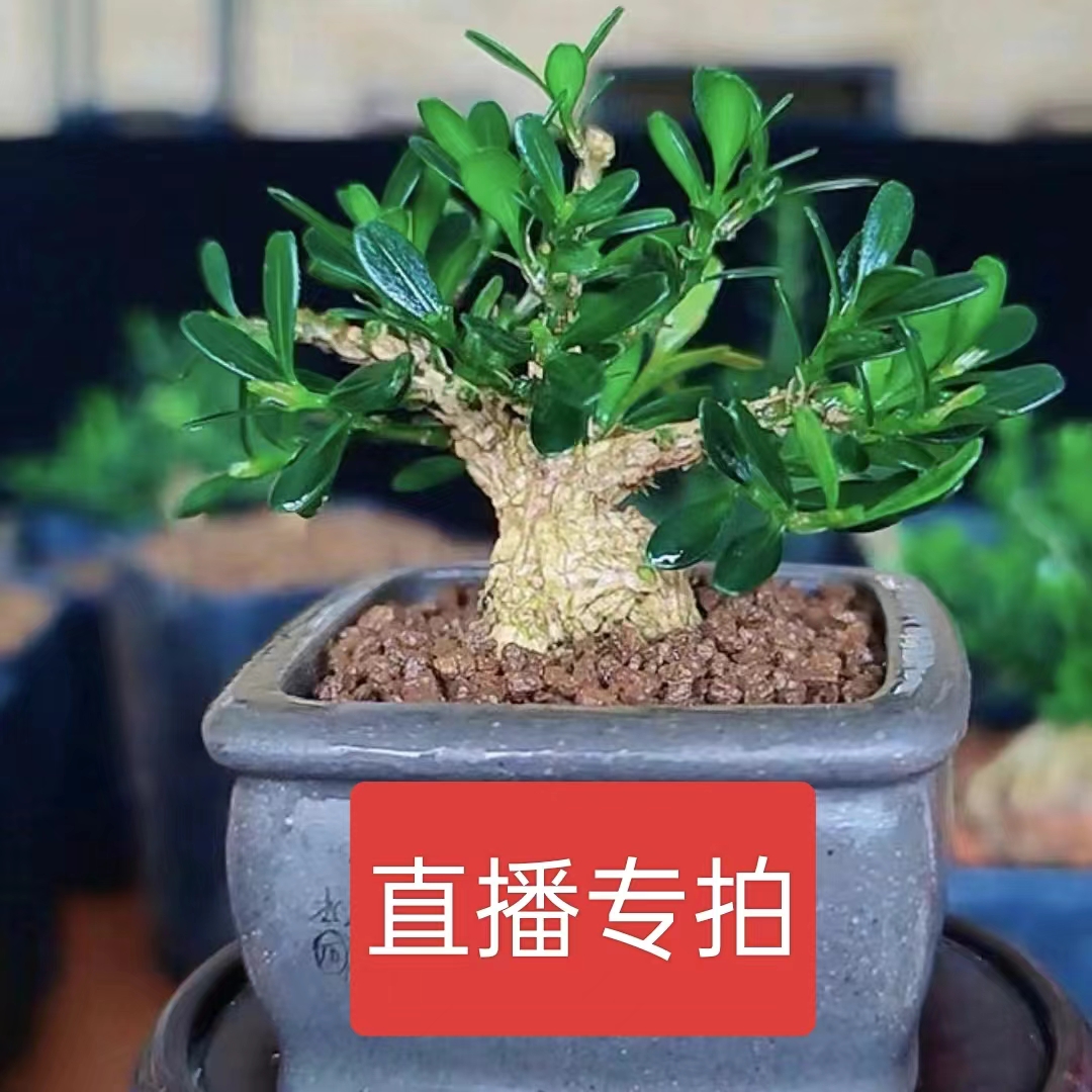 【一物一拍)雀舌黄杨盆景，雀舌黄杨素材桩