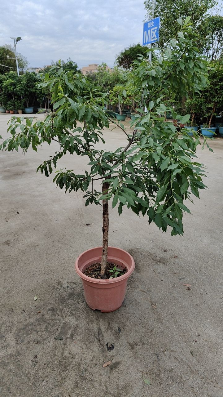 1️⃣绿聚宝苗木盆景–果树盆栽一物一拍链接石榴树