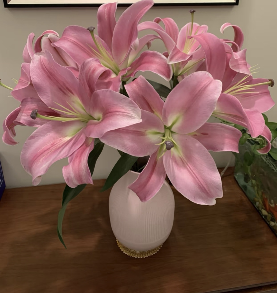 普拉芬多香水百合云南基地直发