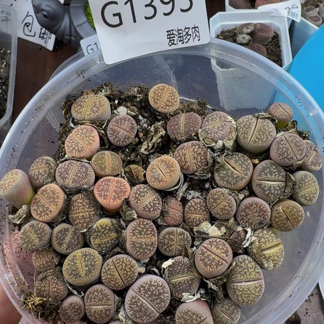 1393--生石花 肉锥