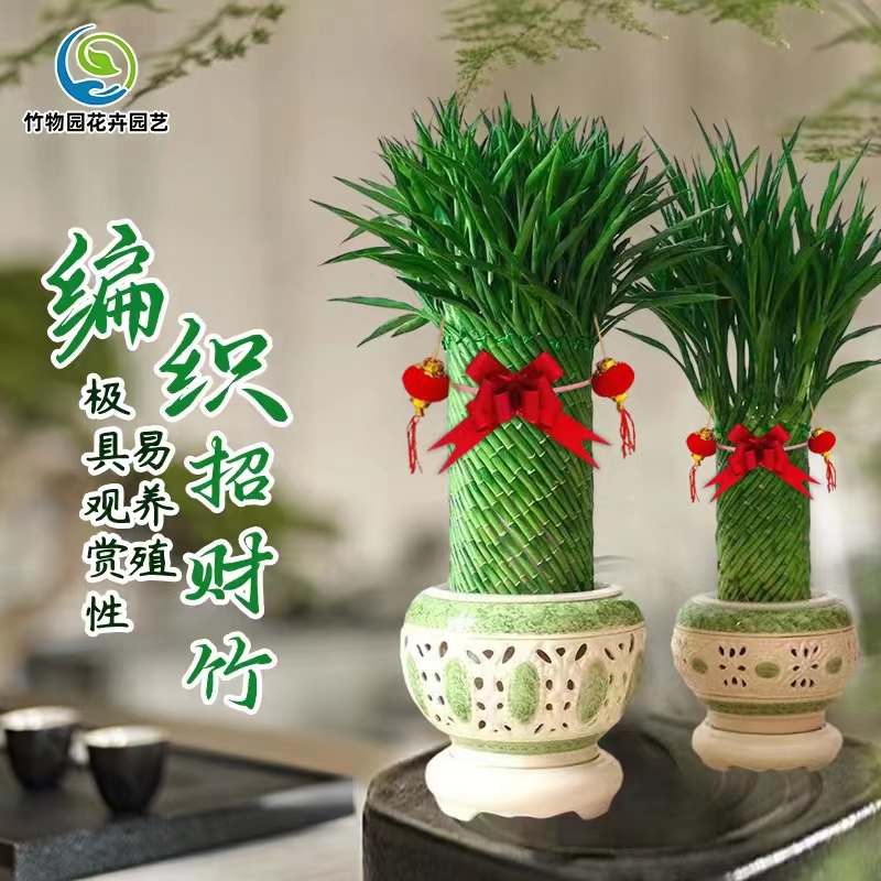 【高端盆栽】水培编织招财竹好养美观富贵竹报平安售后绿植盆栽实物
