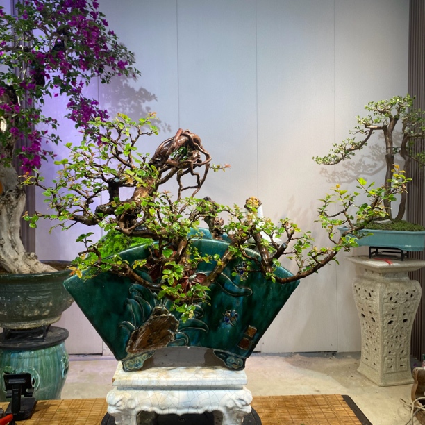 雀梅枸骨树水杨梅罗汉松金枝玉叶老桩室内盆栽植物精品盆景素材