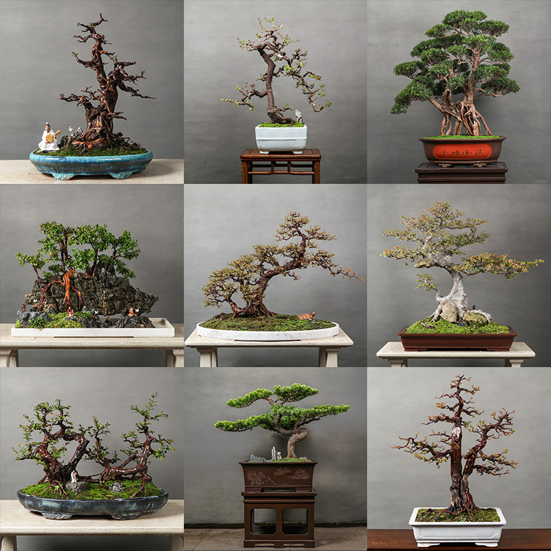 自然岛盆景直拍专拍链接一物一拍黄栌树