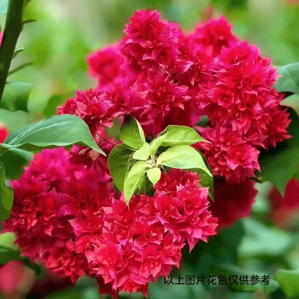 顺丰包邮【4重瓣系列带花】三角梅养护四季勤花庭院阳台爬藤盆栽