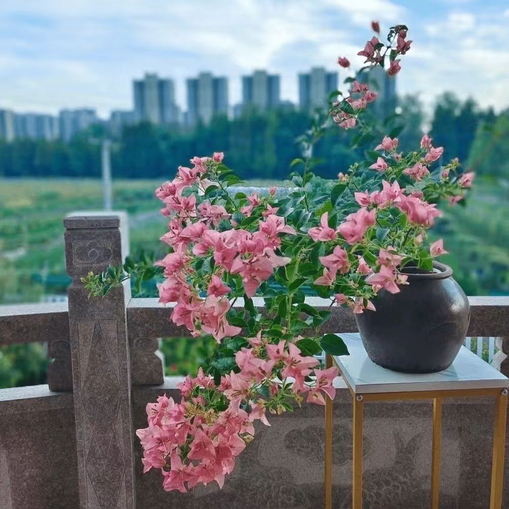 顺丰包邮【6卡亚塔带花】三角梅养护四季勤花庭院阳台爬藤盆栽盆景