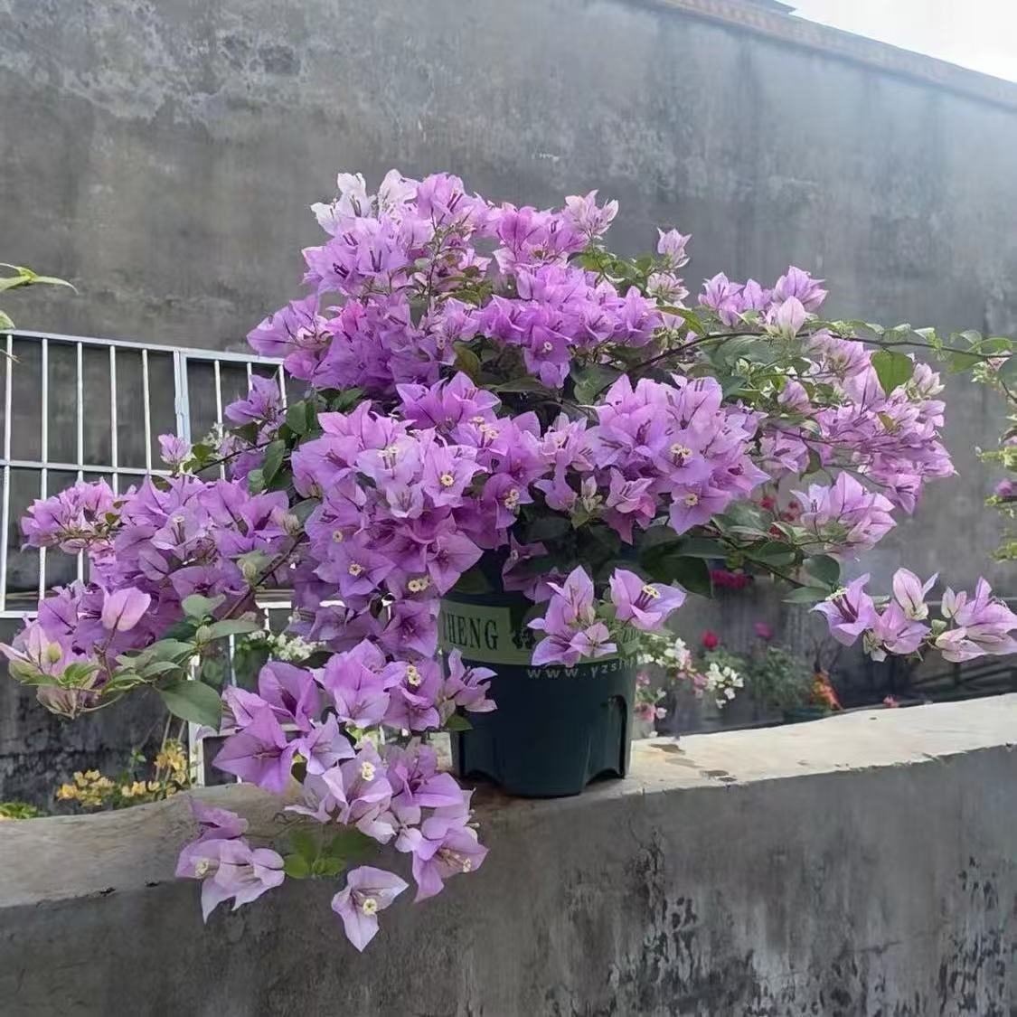 顺丰包邮【5巴西紫带花】三角梅养护四季勤花庭院阳台爬藤盆栽盆景