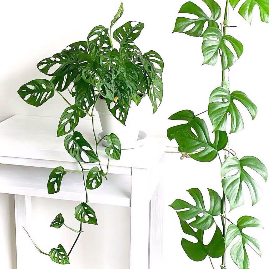 米歇尔仙洞龟背竹多孔洞洞芋垂藤爬藤耐阴水培办公室内盆栽除甲醛