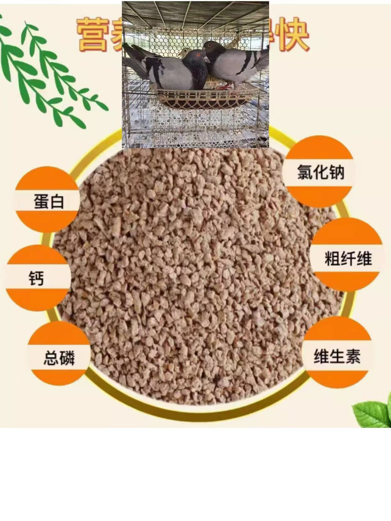 鸽子专用饲料青年鸽 包邮