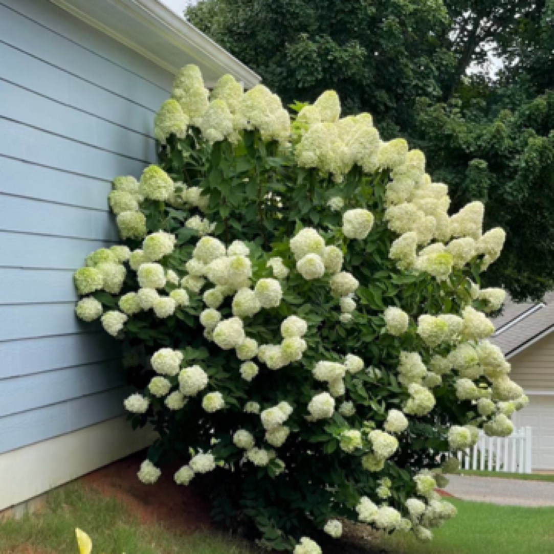 石灰灯圆锥木绣球