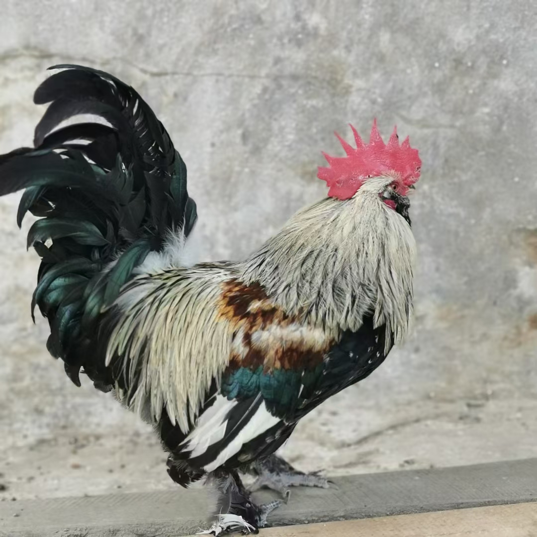 龙胜凤鸡高山散养300天公鸡   4.5斤左右。