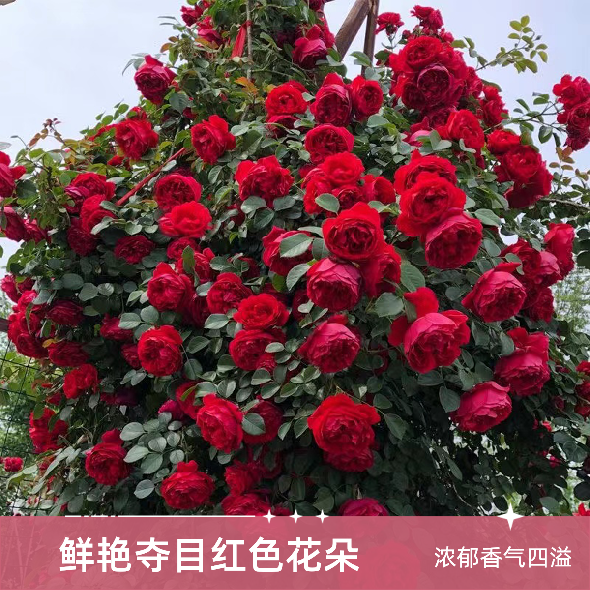 古装树桩月季蒂娜适合工程批发公司庭院花园阳台南北方都好种植