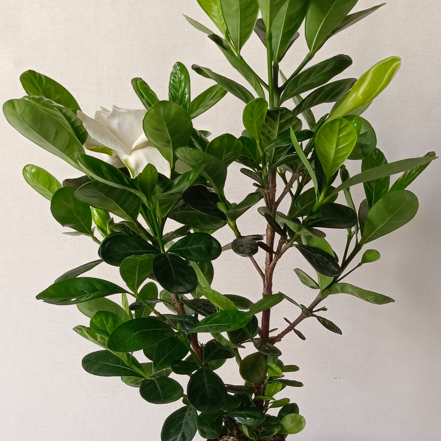 一物一拍重魔栀子花