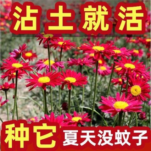 （买一送一）夏季除虫菊驱虫菊种驱蚊花种多年生四季种易活庭院盆栽